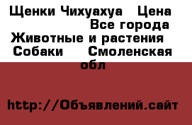 Щенки Чихуахуа › Цена ­ 12000-15000 - Все города Животные и растения » Собаки   . Смоленская обл.